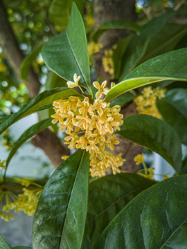 桂花特写