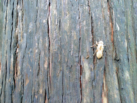 水杉树上的蝉壳