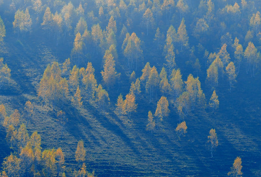 雾中秋景