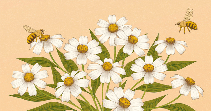 蜜蜂授粉插畫