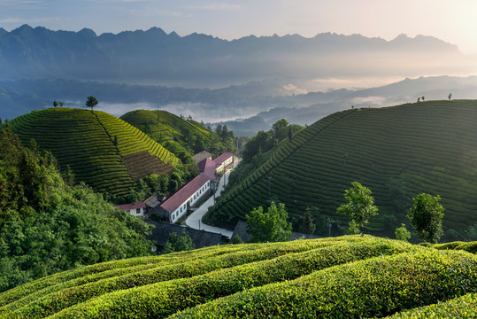 中国湖北恩施鹤峰木耳山茶园茶山