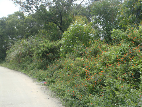 乡村土路植被