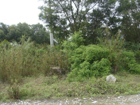 乡村土路植被