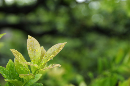 雨后的树叶