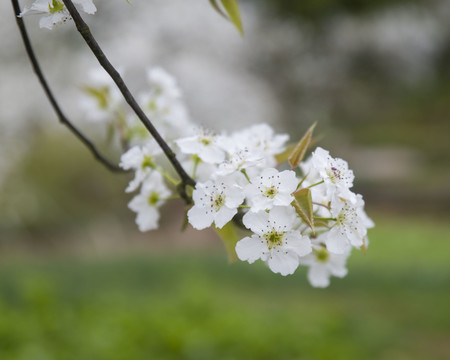 梨花