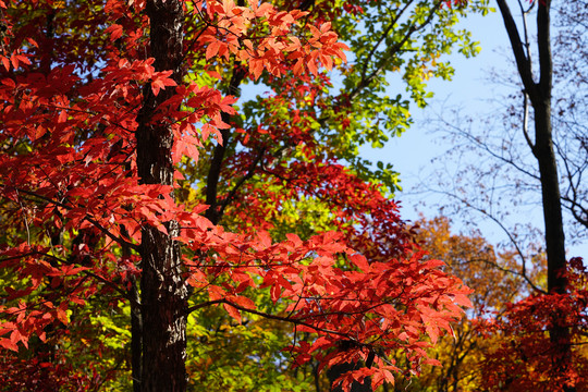 秋天山林里的红叶