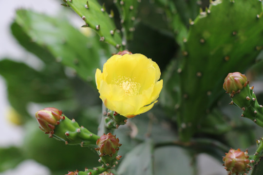 仙人掌花