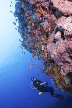 海洋底栖生物