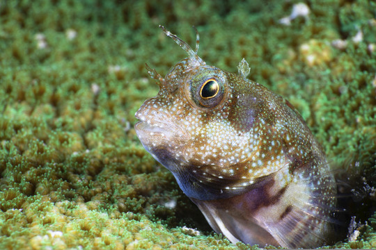 海洋底栖生物