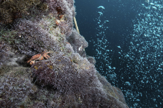 海洋底栖生物