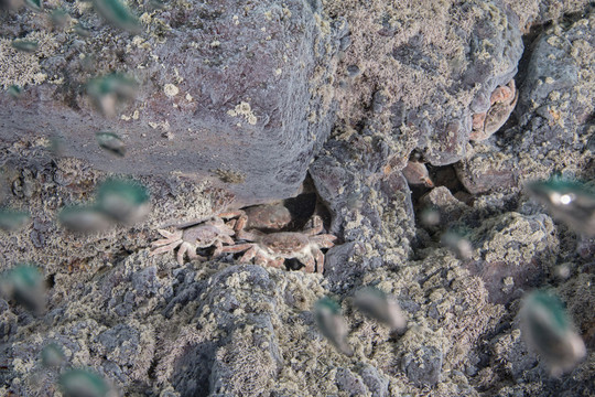 海洋底栖生物