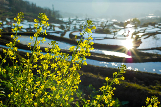 油菜花