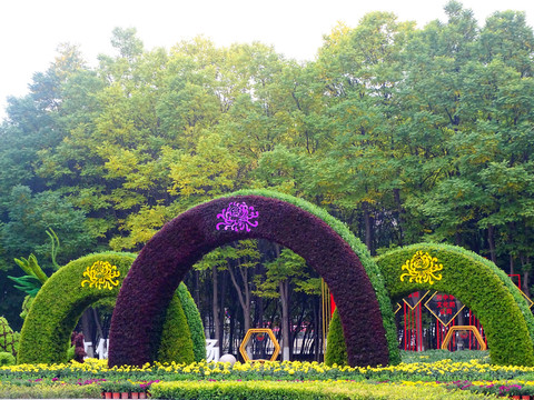 菊花展景觀