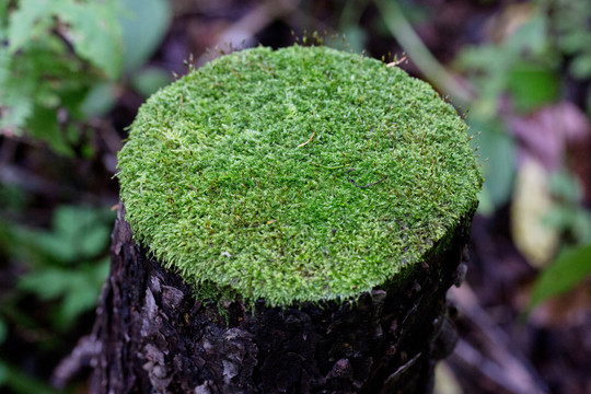 绿苔藓