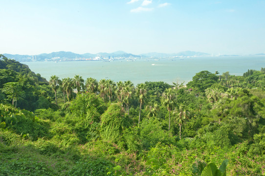 华侨亚热带植物引种园俯瞰风景