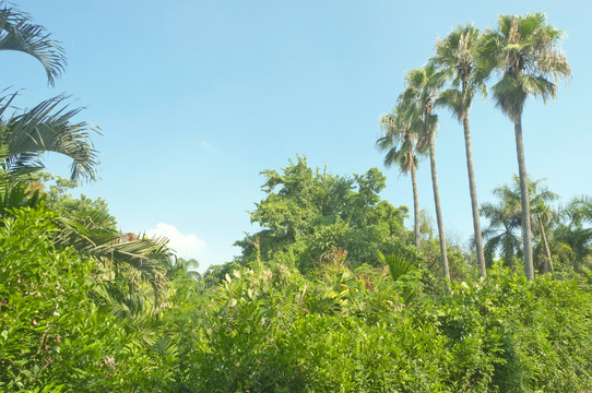 亚热带植物园
