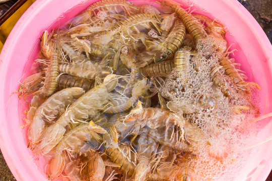 海鲜产品赖尿虾