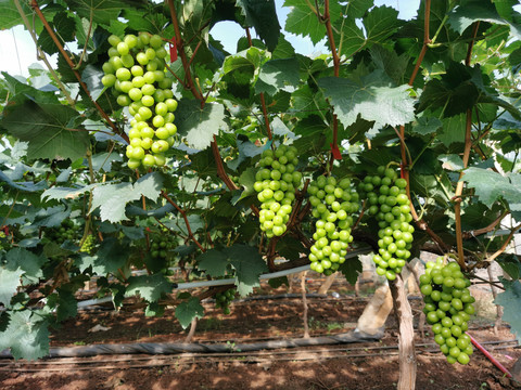 阳光玫瑰葡萄种植基地