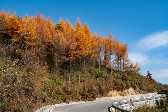 重庆巫山梨子坪森林公园