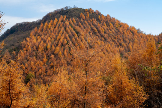 重庆巫山梨子坪森林公园