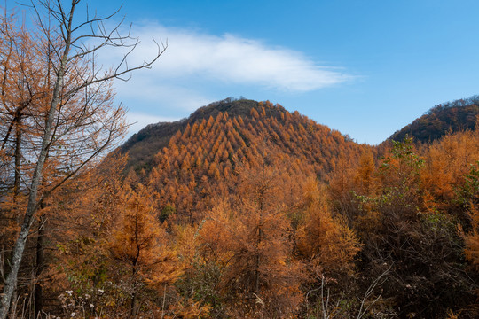 重庆巫山梨子坪森林公园