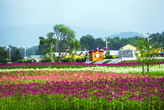 乡村花海田园