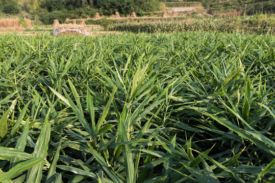 生姜种植田地