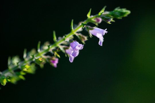 小紫花