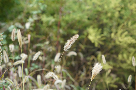 狗尾草