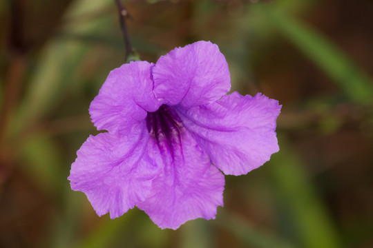 植物蓝花草花朵特写高清照片