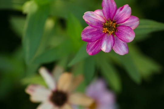 盛开的花朵高清特写照片