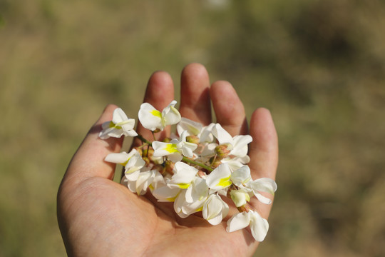 洋槐花