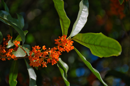 桂花