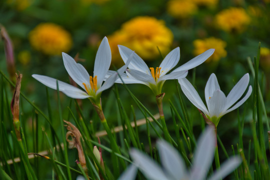 白色水仙花