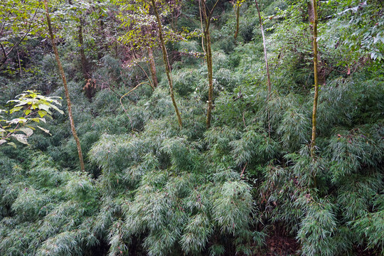 龙王溪风光12