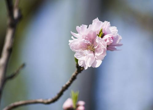 桃花盛开