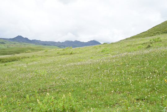 草原花海