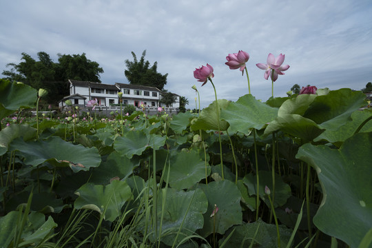 荷花荷塘新农村