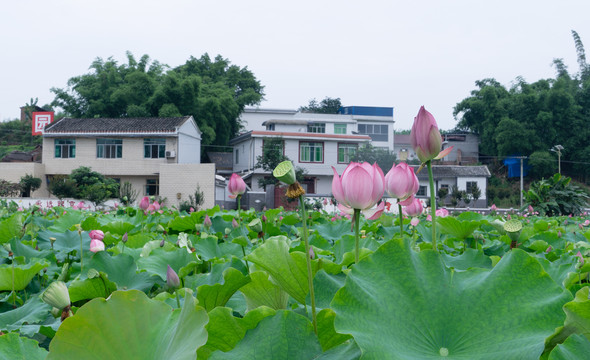 荷花荷塘新农村