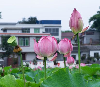 荷花荷塘新农村