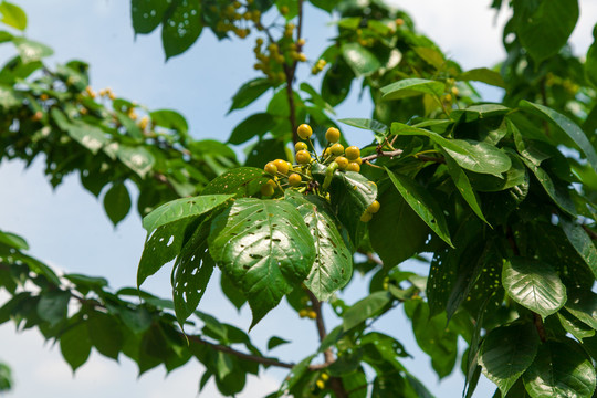 生态樱桃种植菜园