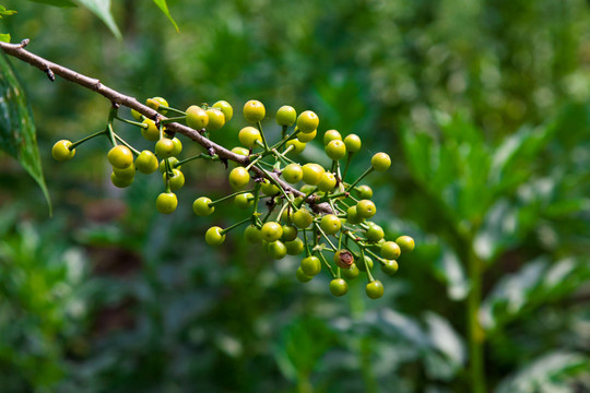 生态樱桃种植菜园