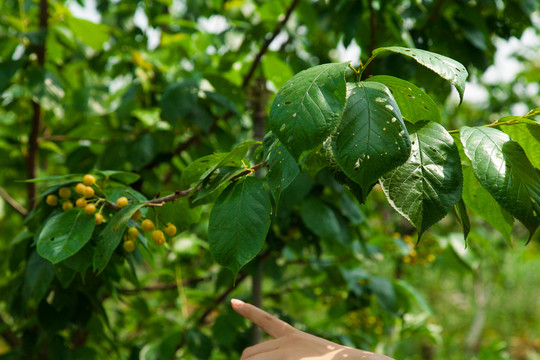 生态樱桃种植菜园