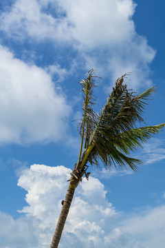 海风吹椰树