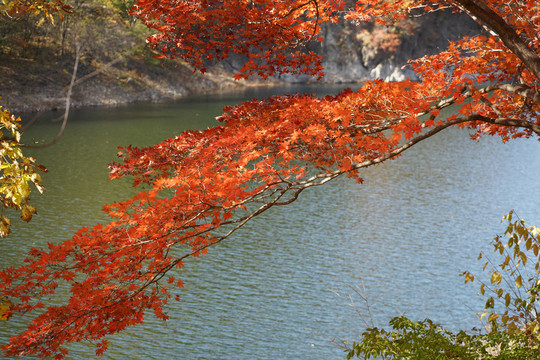 秋天山里湖边的红色枫叶
