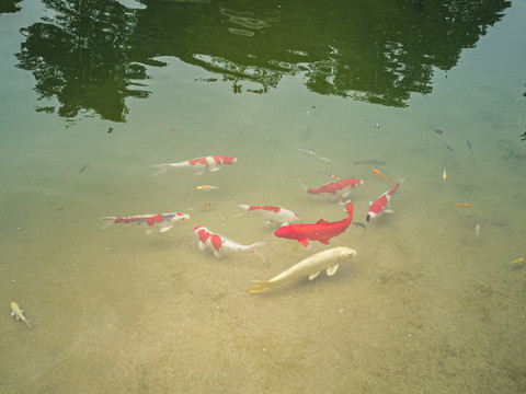 假山锦鲤观赏鱼