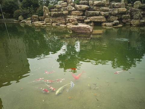 假山锦鲤观赏鱼