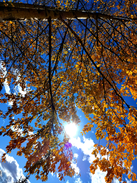 秋天的杨树