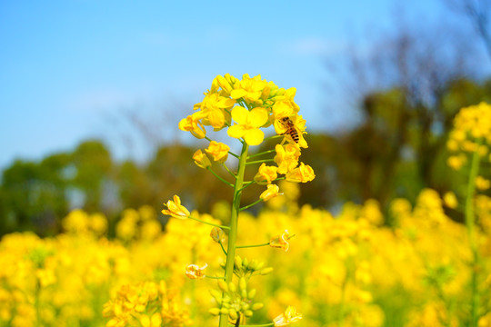 油菜花