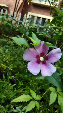 芙蓉葵树节花